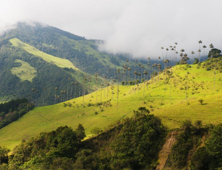 EJE CAFETERO LA PALMA DE CERA ÁRBOL NACIONAL DE COLOMBIA