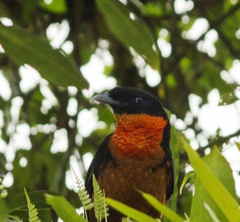 AVES QUE SOLO PUEDES VER EN COLOMBIA