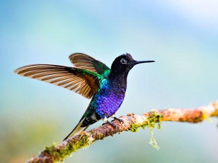Bird Watching Tour – Eje Cafetero